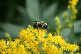 goldenrod